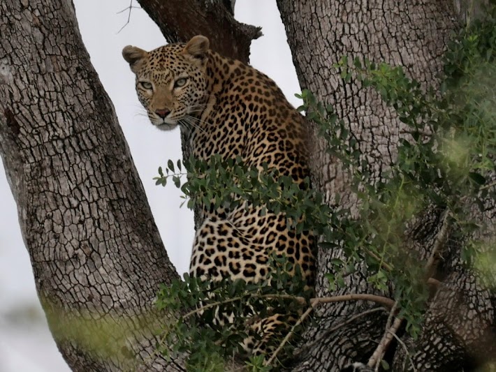 A leopard with spotted fur stands in the fork of a tree, partially concealed by green leaves, staring directly at the camera. Like a mentor coaching its protégé, it embodies focus and patience. The clear sky in the background creates a natural frame for this mesmerizing scene.