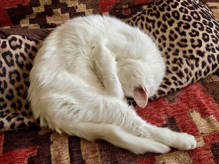 A fluffy white cat is curled up and sleeping on a patterned sofa, embodying the tranquility often sought after a long day in a medical career. Its head is tucked into its body, and it appears relaxed amidst the red and black geometric-patterned sofa and leopard print pillow.